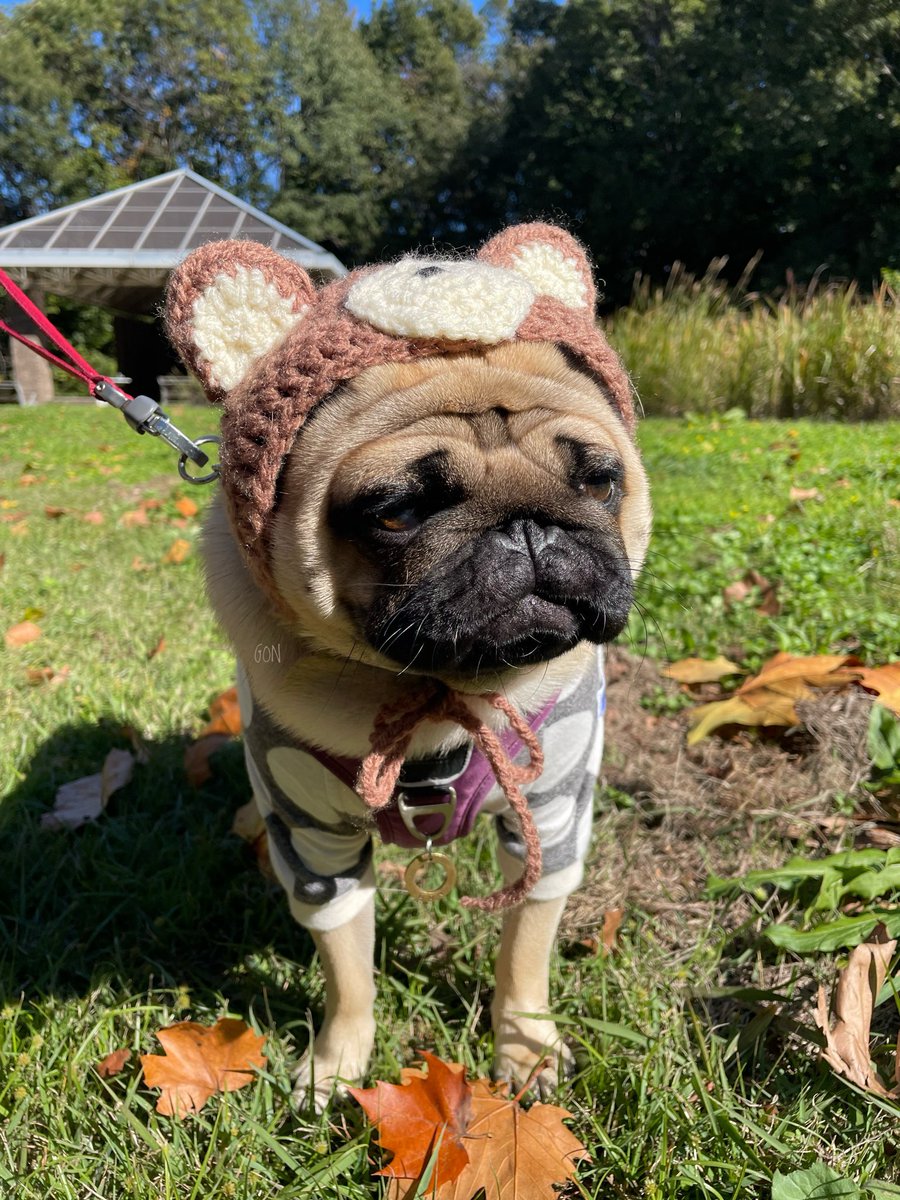 ばぐパグ (@pugbagu) / Posts / X