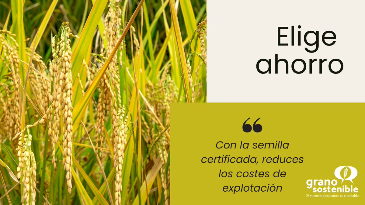 ¿#SabíasQué al elegir semilla certificada? 💰Reduces tus costes de explotación.

👉🏻 Requiere una menor dosis de siembra y menos tiempo en la preparación.

#EligeGranoSostenible #SemillaCertificada