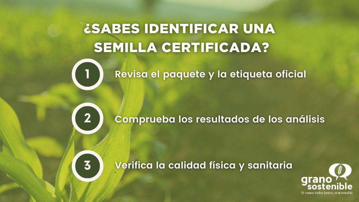 ¿Sabrías identificar si una semilla es certificada? 🤷🏻 

📦 Etiqueta oficial del organismo certificador.
🧬 Variedad registrada.
📑 Documentación de trazabilidad y análisis. 

#Grano #Semilla #Agricultor