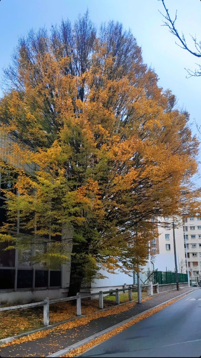 tarekkacem135's tweet photo. Bon début de semaine les amis... 🍂😊

#Photography #Autumn #Paris #France #AutumnVibes🍁 #HelloNovember #November #Nature #Tree #Leaf #Calm #Warm #Cold #Peaceful https://t.co/3qA5ChAQJ2