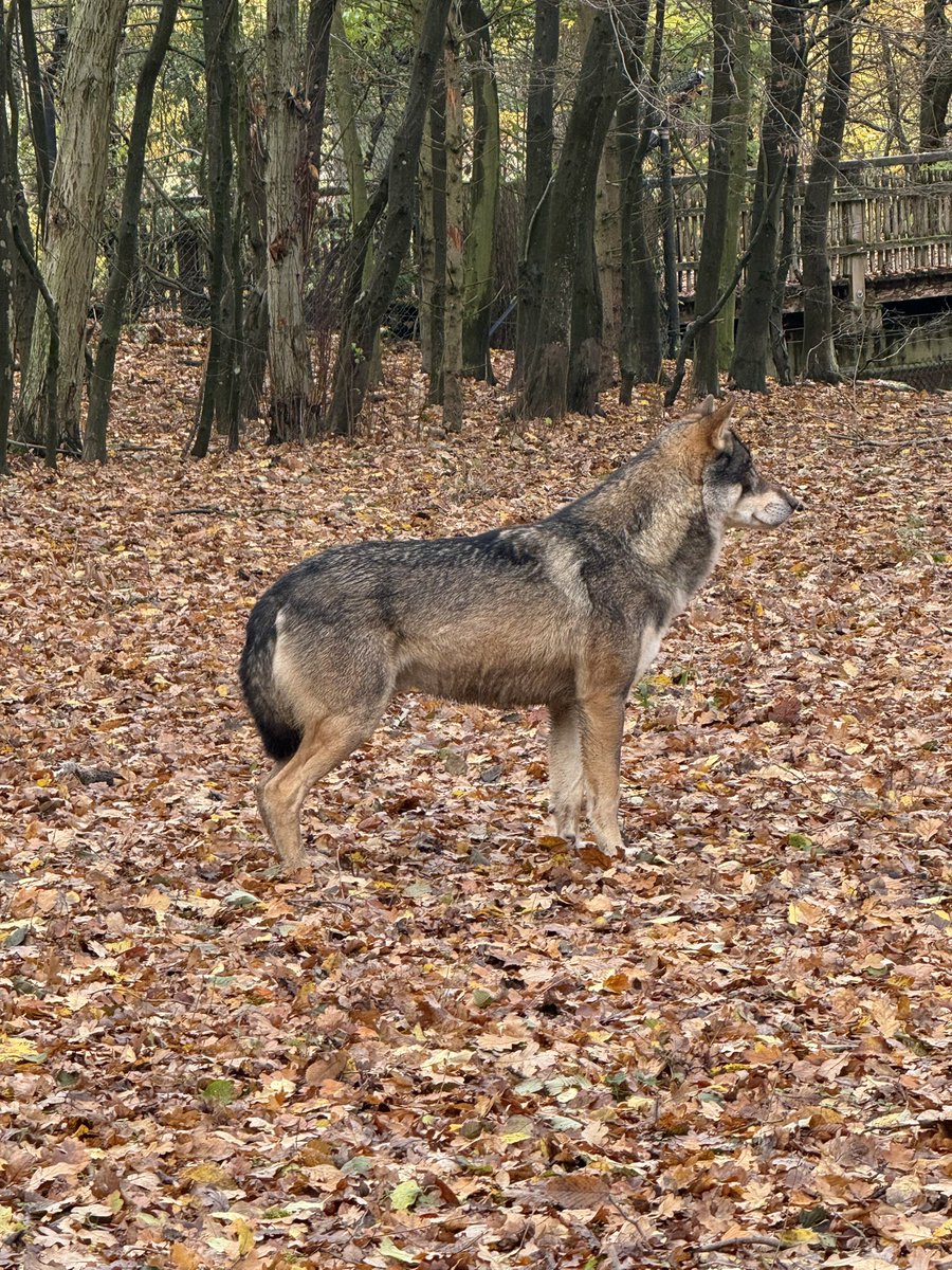 Hunde gehören an die Leine! Wie oft denn noch ?