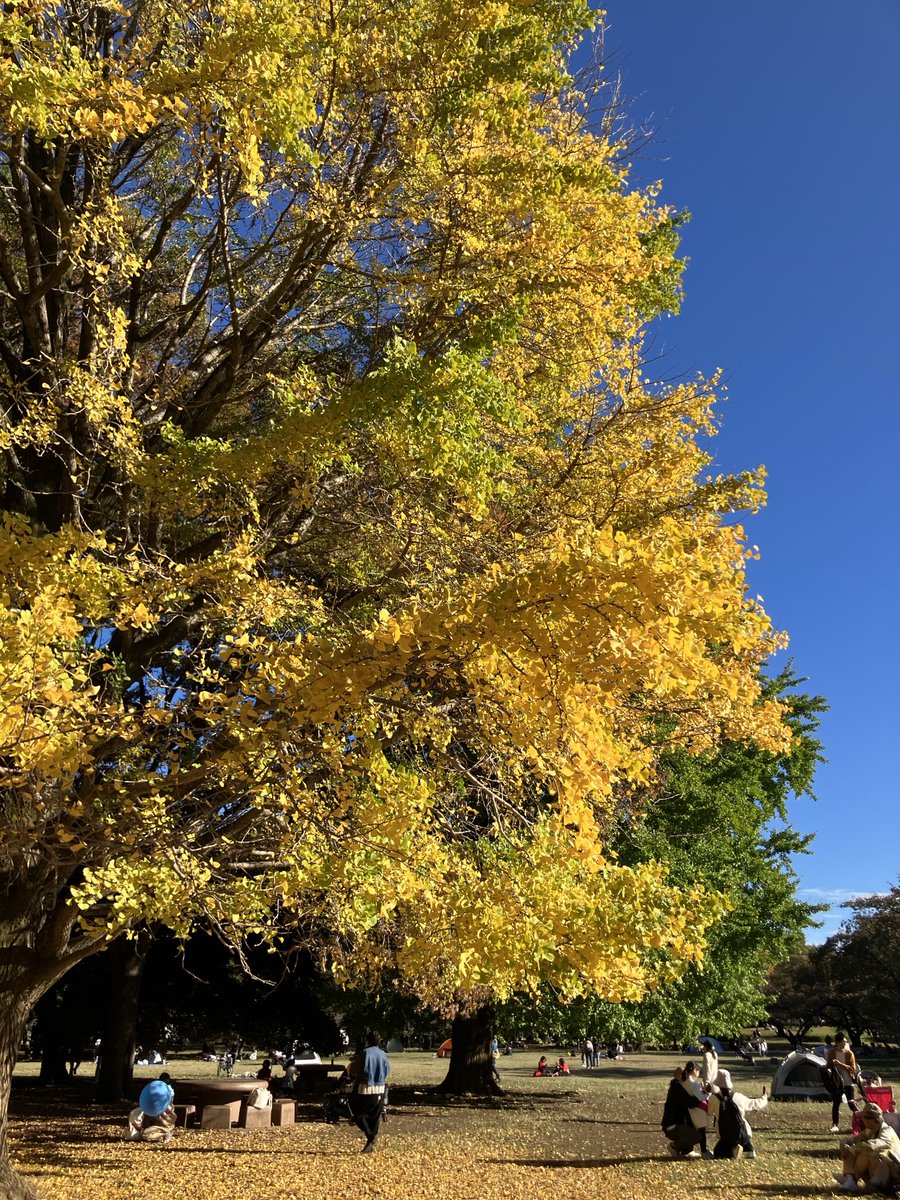 いまいち体力回復せず､､公園でぼんやり座っているとカメムシに張り付かれるなど( ˃̣̣̥ω˂̣̣̥ )