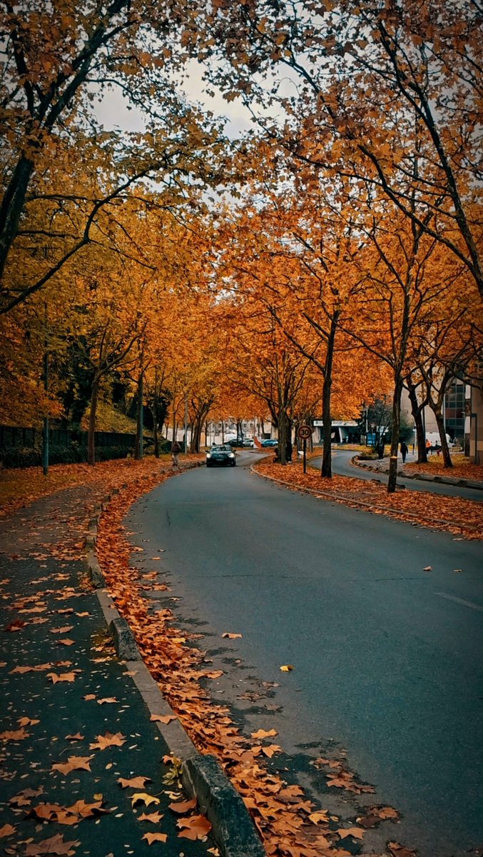 tarekkacem135's tweet photo. This mood... 🍁🧡

#Photography #Autumn #Paris #France #AutumnVibes🍁 #HelloNovember #November #Nature #Tree #Leaf #Calm #Warm #Cold #Peacefulboissy https://t.co/gSoNFoplwM