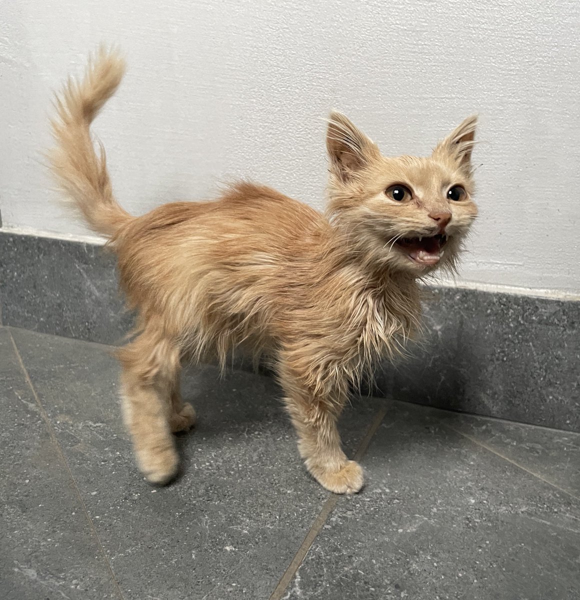 mdwmnd19's tweet image. 📍ЧЕРНІВЦІ📍
дуже прошу зробити репост

шукаю родину для малечі
руда дівчинка
вік приблизно 2-3 місяці
їсть все, вологий і сухий корм в тому числі
оброблена від паразитів
дуже тактильна, любить бути на ручках і муркотіти

привезу вам додому