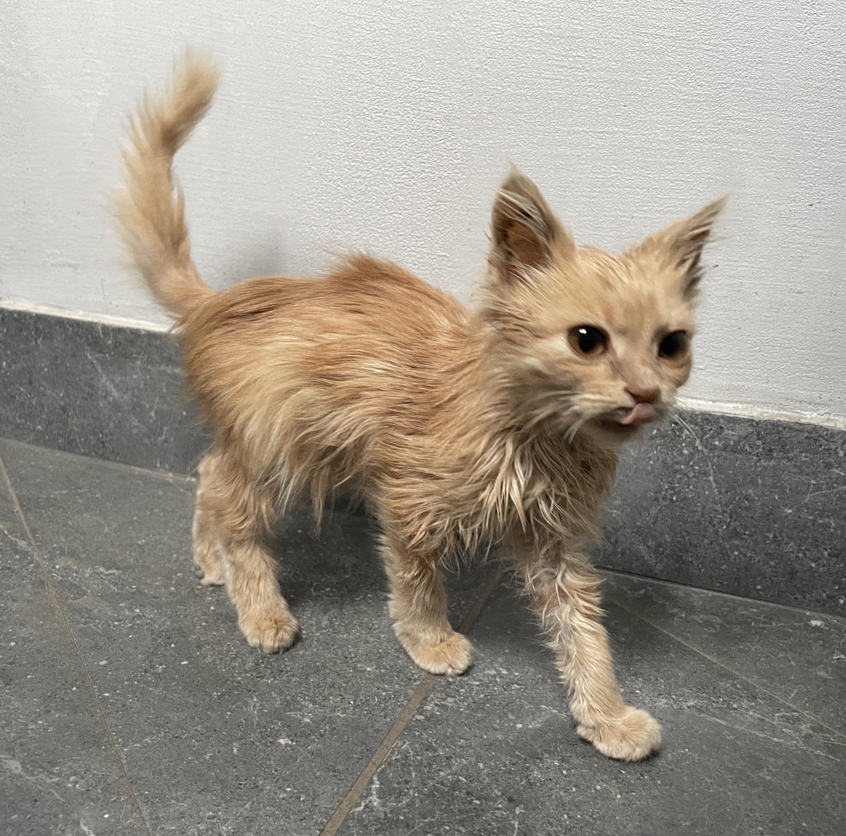 📍ЧЕРНІВЦІ📍
дуже прошу зробити репост

шукаю родину для малечі
руда дівчинка
вік приблизно 2-3 місяці
їсть все, вологий і сухий корм в тому числі
оброблена від паразитів
дуже тактильна, любить бути на ручках і муркотіти

привезу вам додому