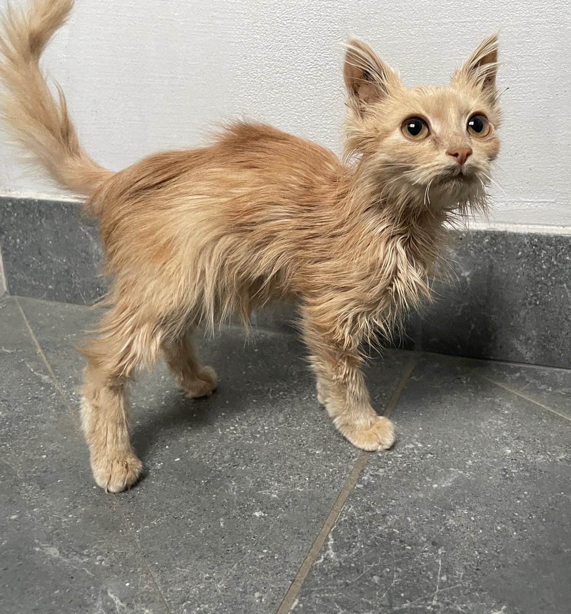 mdwmnd19's tweet image. 📍ЧЕРНІВЦІ📍
дуже прошу зробити репост

шукаю родину для малечі
руда дівчинка
вік приблизно 2-3 місяці
їсть все, вологий і сухий корм в тому числі
оброблена від паразитів
дуже тактильна, любить бути на ручках і муркотіти

привезу вам додому