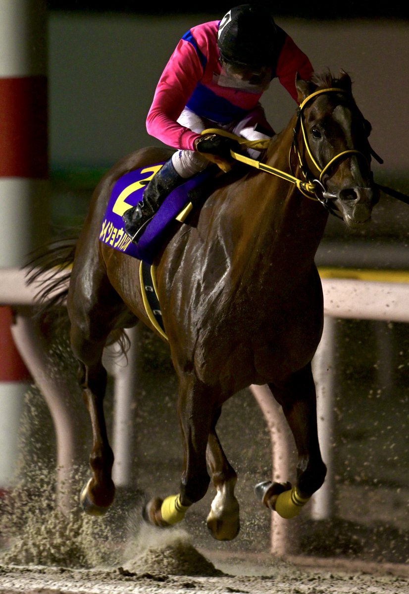 メイショウハリオ ワイン 4本セット競馬 馬 JRA ウマ娘 競走馬