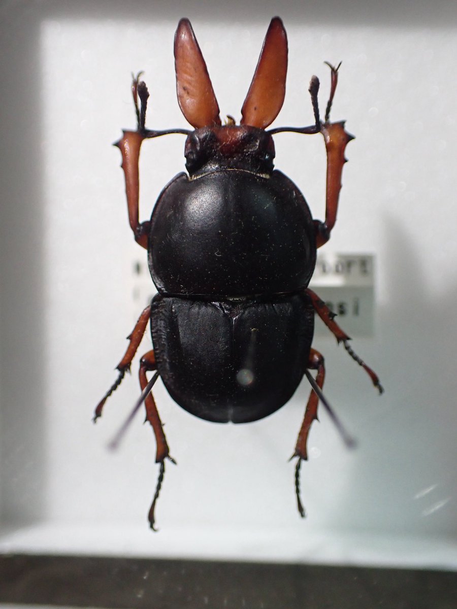 E6%98%86%E8%99%AB%E5%8D%9A%E7%89%A9%E9%A4%A8