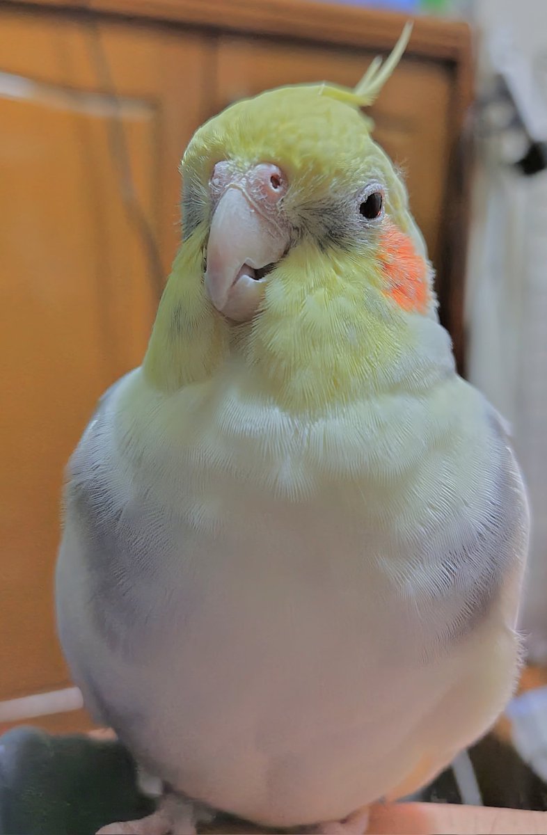 遊び疲れたご様子😊
#オカメインコ
#インコ
#おねむ