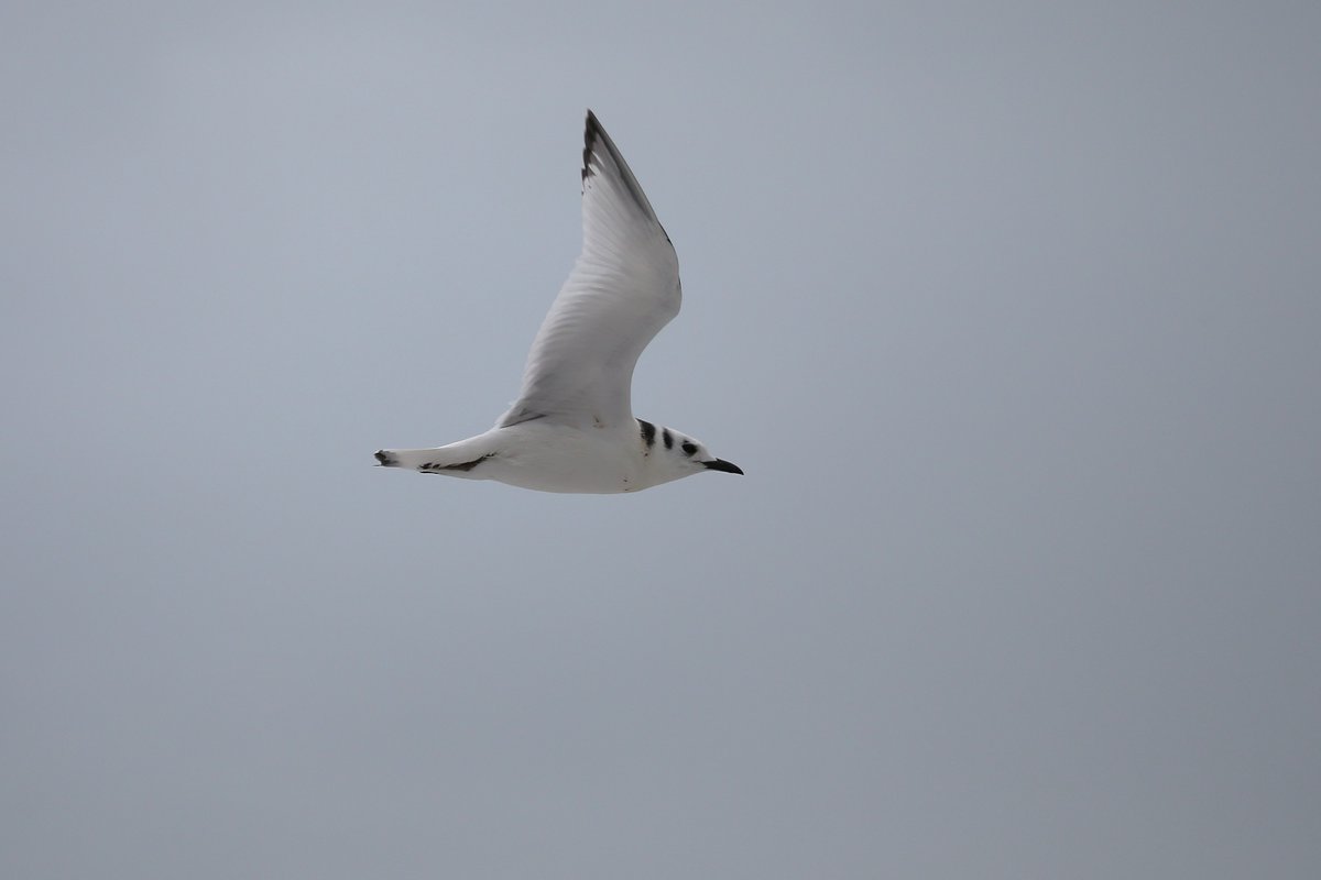 A Kittiwake on the beach at Selsey Bill this morning before carrying on west. <a href="/SelseyBirder/">Selsey Birder</a>