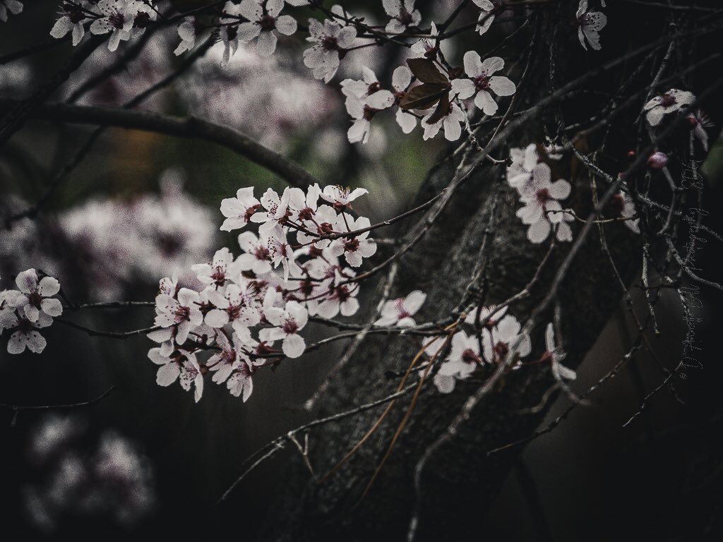 objetsdot's tweet image. We need more nature on 𝕏 🌿
If you agree, drop a nature photo you captured.