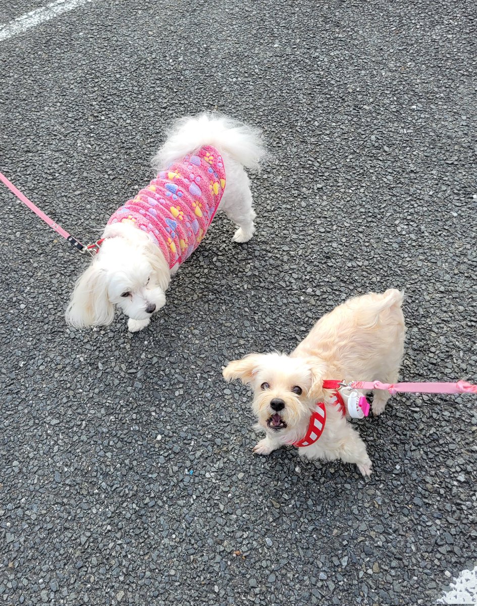 misumaron's tweet photo. ソフィアたん❤
　アンバー♥との距離15Cm https://t.co/qsqtEqmspA