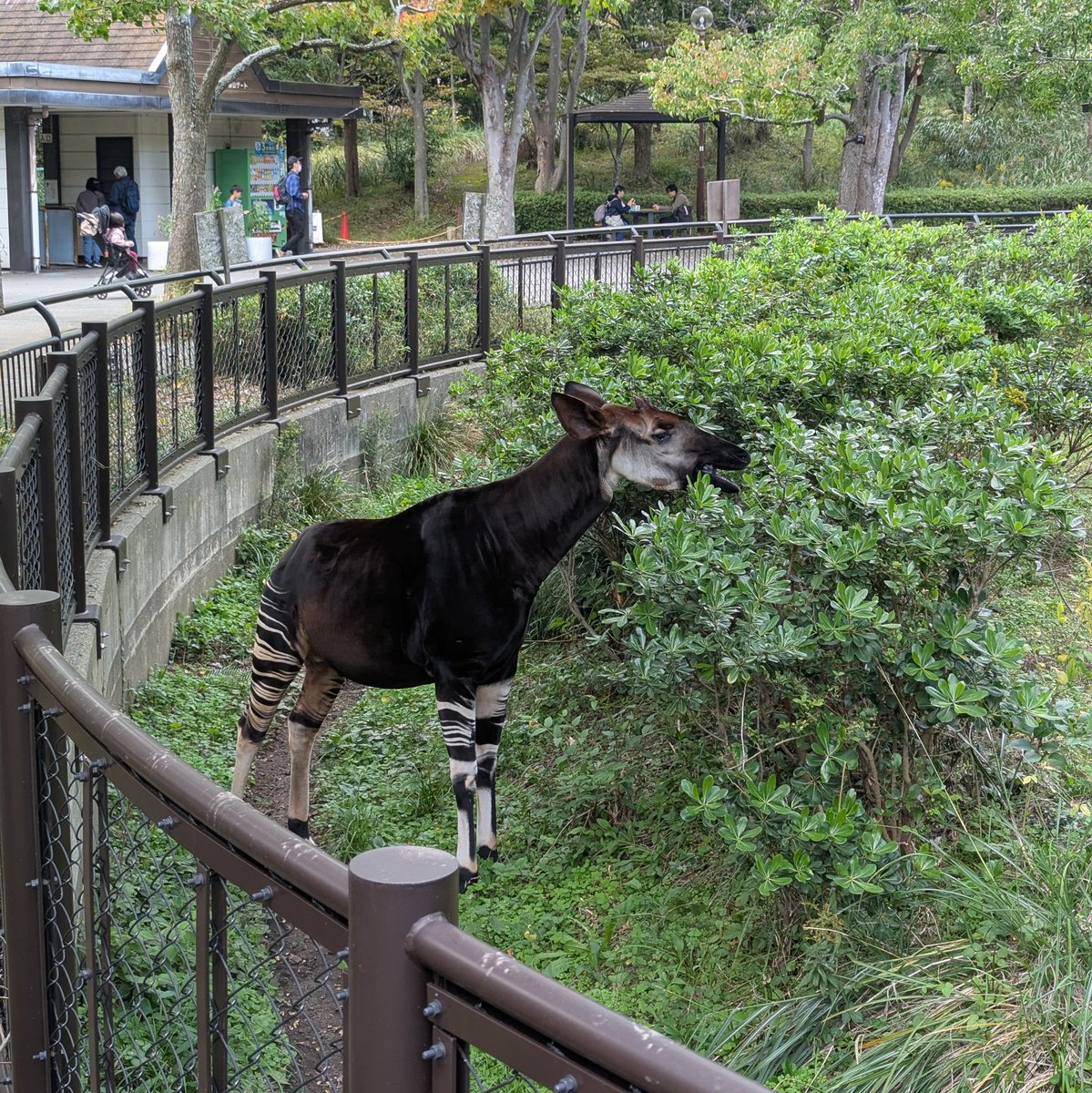 junmasuo's tweet photo. 今日で育休3カ月終了！最終日は金沢動物園で締めました。推しのオカピが近くで見れたので明日から頑張れそうです https://t.co/OCvWl9ej18