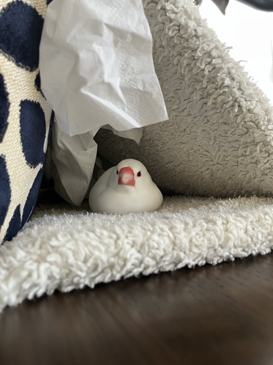 みるきー ローチェア 竹製 椅子 籐 バリ風 リゾート シンプル ハワイ