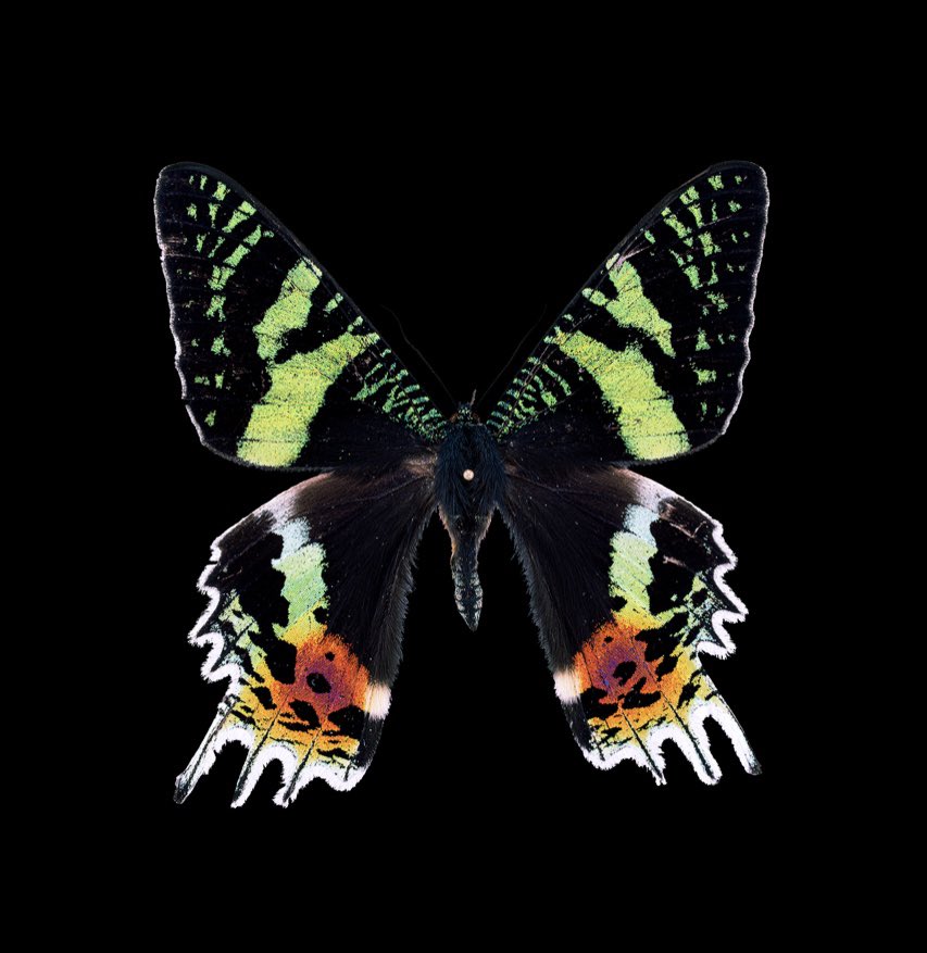 ニシキオオツバメガ