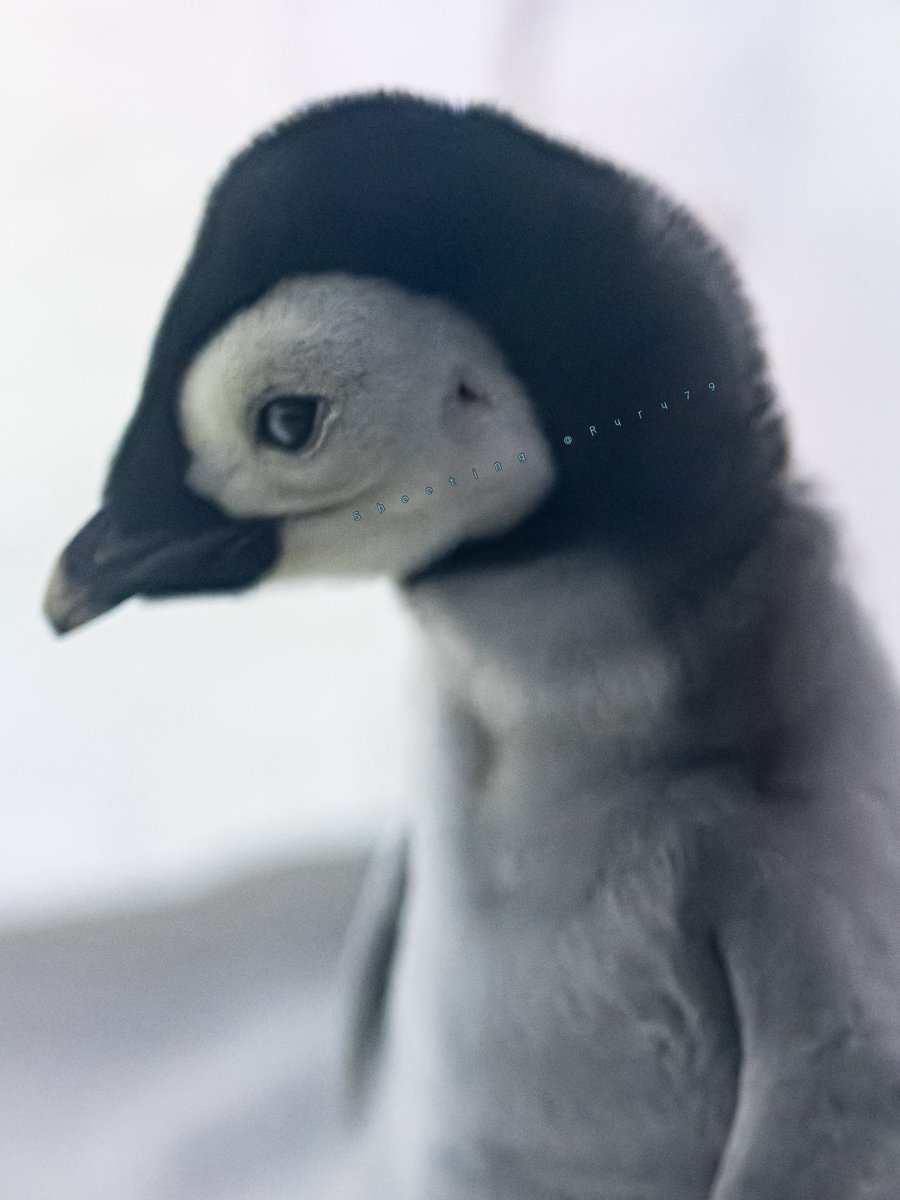 るるなっく (@ruru79) / Posts / X