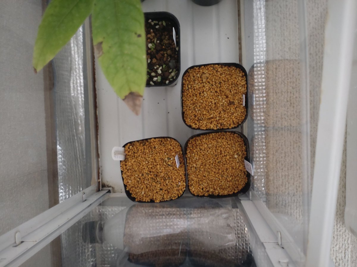 まっしー (@kazyukaju) / Posts / X