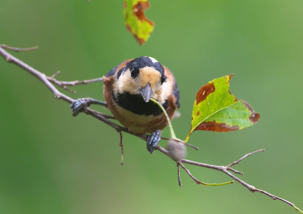 エゴの実を盛んに取ってた