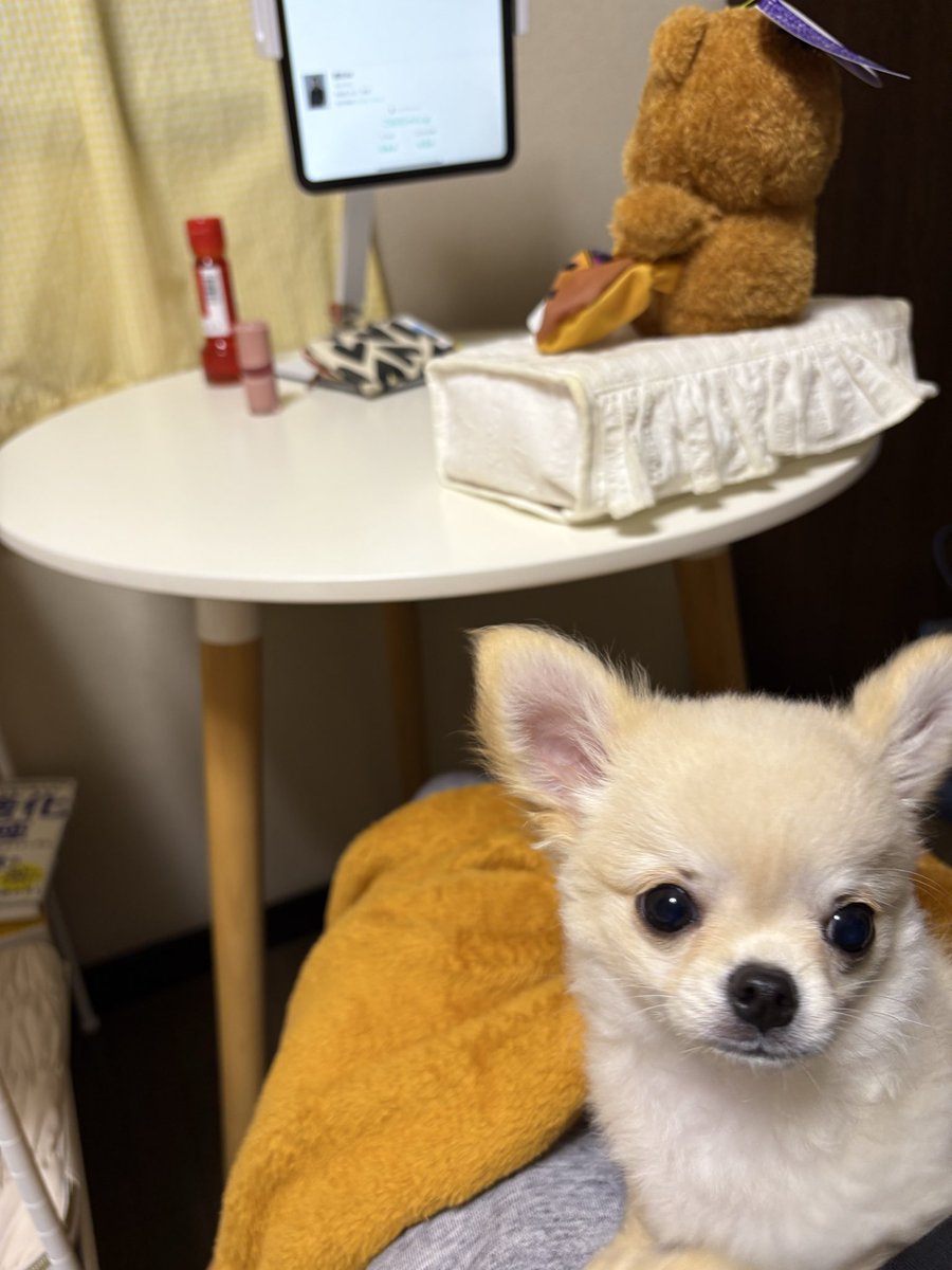 ごみちゃん on X