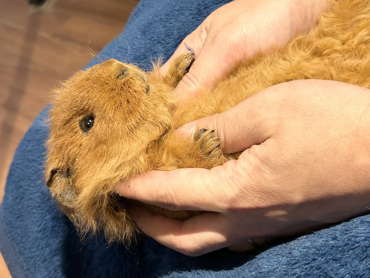 petit様 ハーフジップトレーナーセットアップ(M(115-125cm) サックス