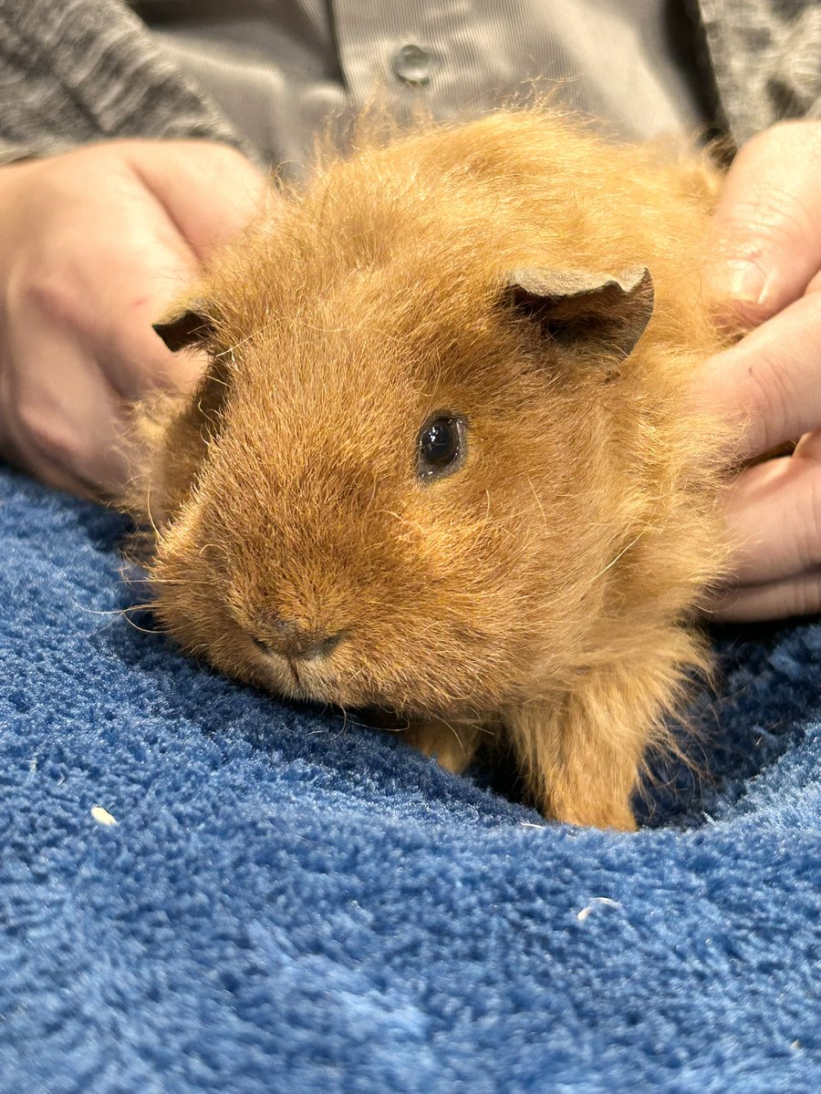 petit様 ハーフジップトレーナーセットアップ(M(115-125cm) サックス