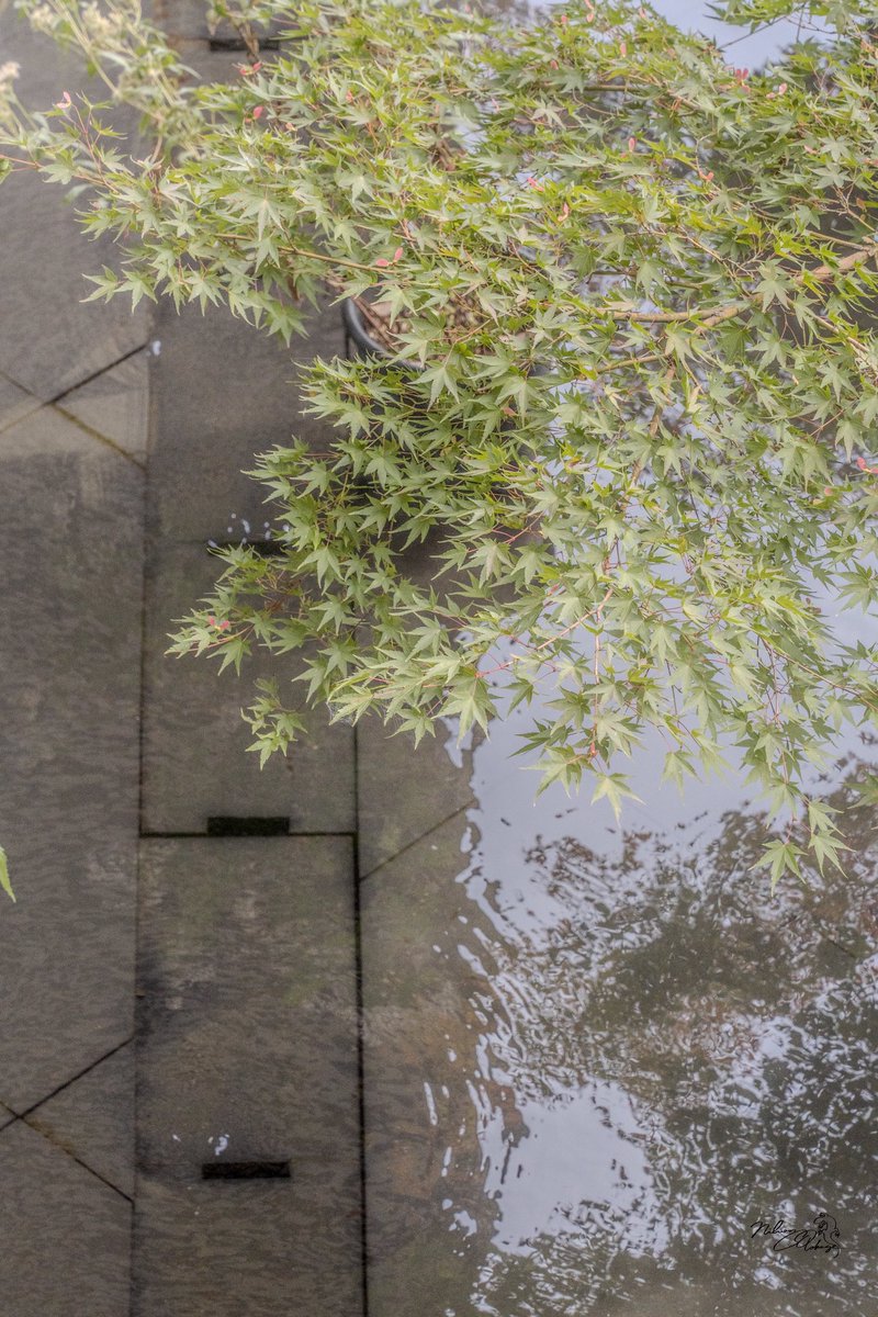 さらまんどあ tweet media