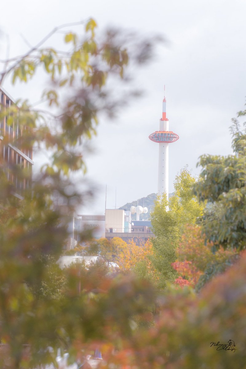 さらまんどあ tweet media