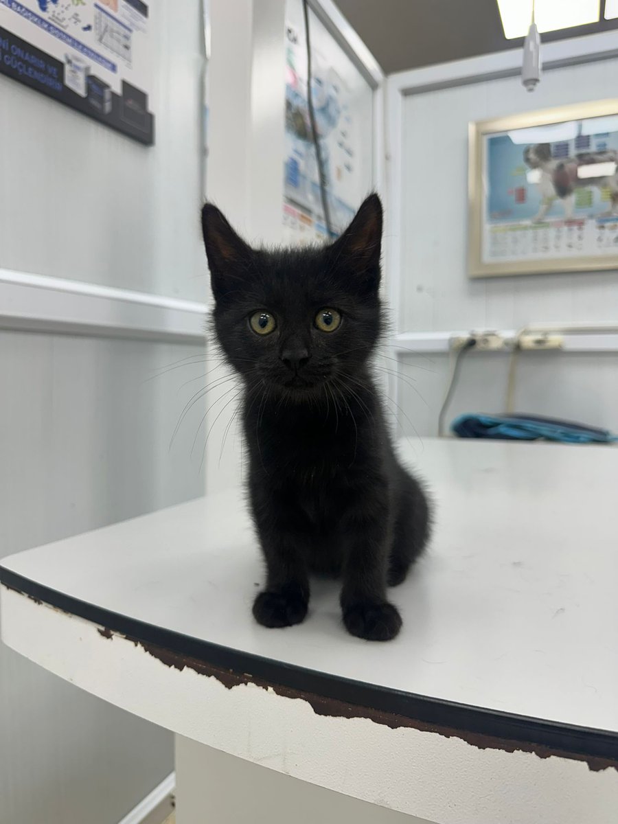 “Merhaba ben mini karabüyü.
Beni sahiplenirseniz geceleri sizin üstünüze oturup sizi korurum.
Rahat uyursunuz.
Yemin ederim vampir değilim.”
*3 aylık
*Dişi
İstanbul
İletişim: DM'den iletişim no verilecektir.