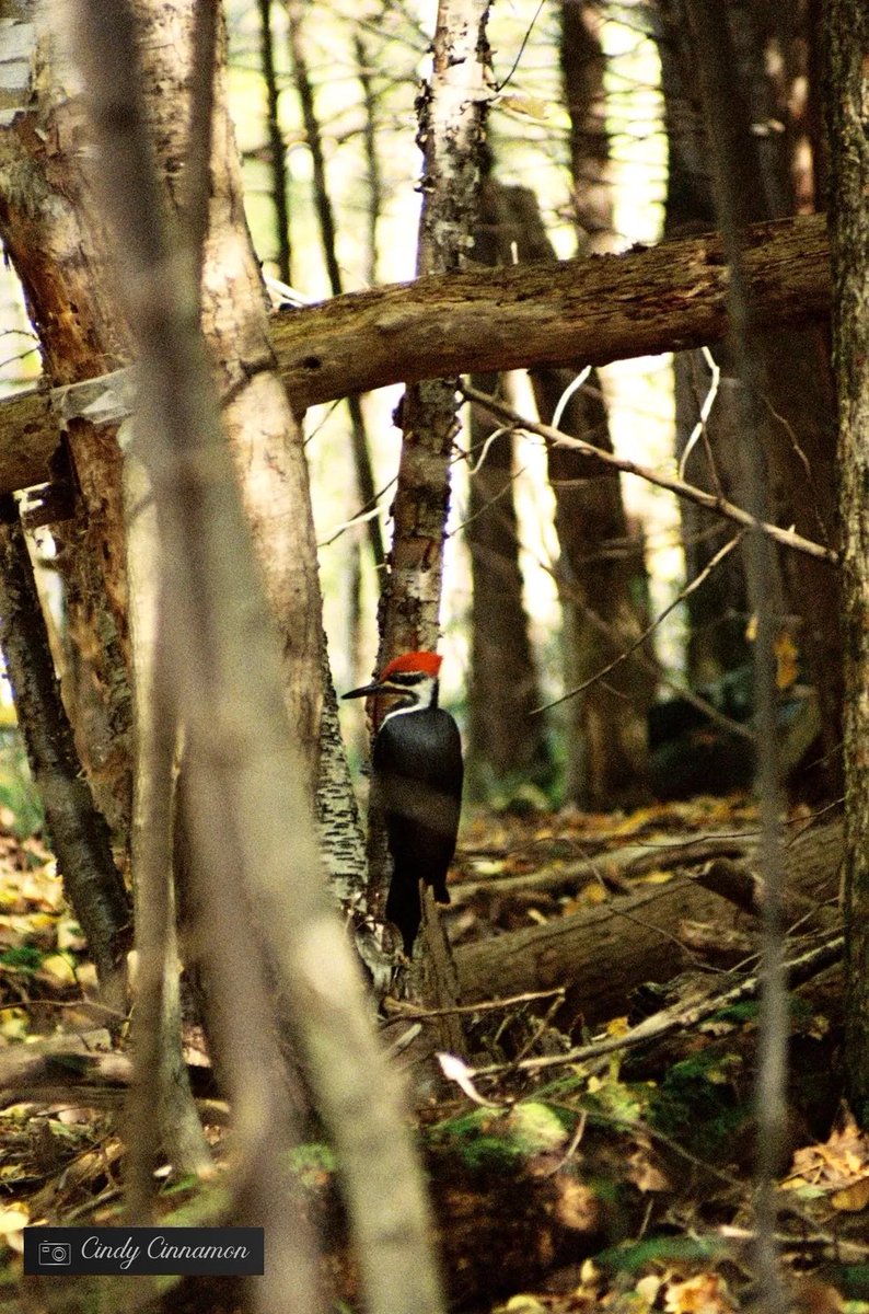 Cindy_Cinnamon's tweet photo. Quelle est la fois où vous été au bon endroit au bon moment ?

Cindy Cinnamon Photographie
https://t.co/g7SV9Jswl2
Pentax ME Super
Lomo Color Negative 800

#FilmPhotography #Oiseau #Photographie #AsahiPentax #ColorNegative #PentaxMESuper #HeyLomography #35mm #Pentax #Pic #Birds https://t.co/7BdezYsRFh