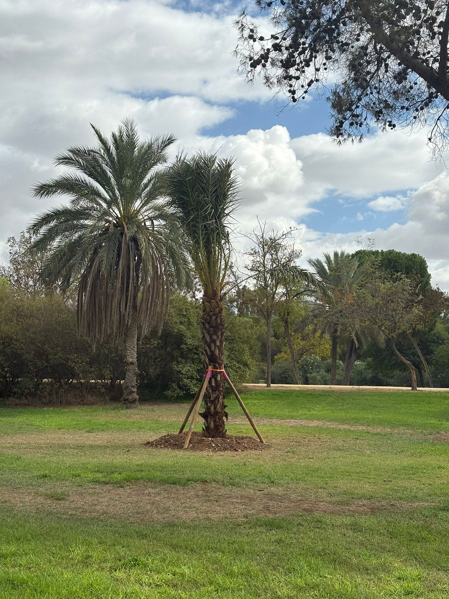 🌴En nuestro distrito seguimos mejorando nuestros espacios verdes.  
👉 Se han plantado 16 nuevas palmeras en📍Parque Amate, reforzando el compromiso con un entorno más sostenible, natural y agradable para todos los vecinos.  
#Sevillaestáenmarcha