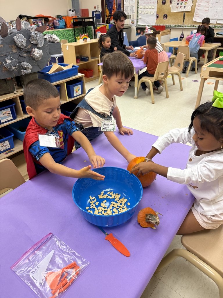 swisd_hcsa's tweet image. Mrs.Cordaway&apos;s Pre-K class exploring pumpkins, counting and sorting seeds!#SWISDHEROS #RootedHiddenCove #RootedSWISD