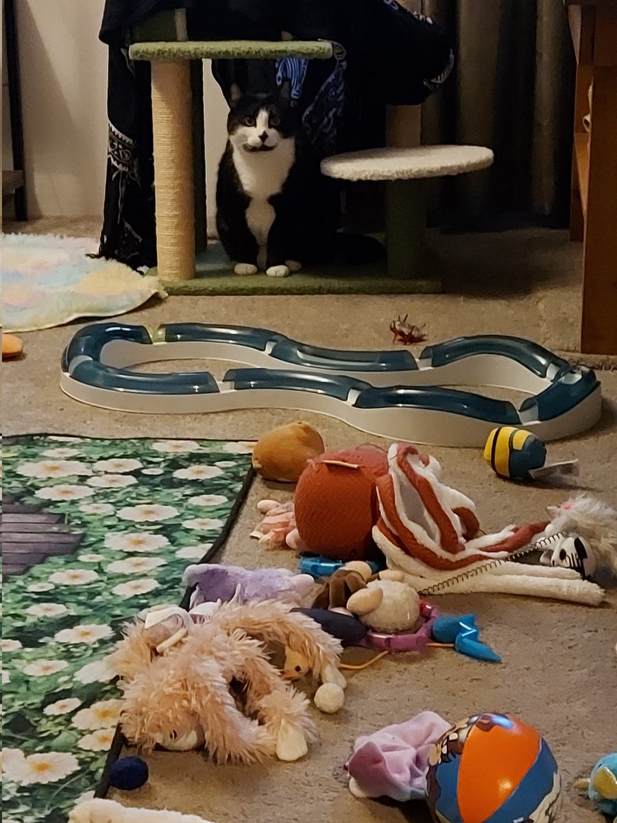 KittyFails's tweet image. When tiny kitties have big choices to make.
Which toy will be most fun for 20 seconds? 🙃