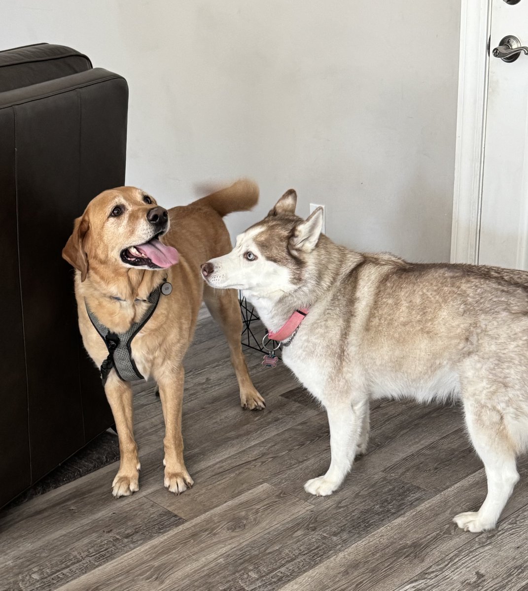 GG_Lab_Rescue's tweet image. ADOPTION ALERT! Gus&apos;s family is dealing with multiple illnesses and a new family member is allergic to dogs so they asked GGLRR to help rehome him. He&apos;s now enjoying daily walks and playtime with his new dog sister, Mika. #goodboy #goodgirl