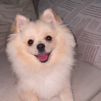 New pfp mi perro es mas guapo que yo