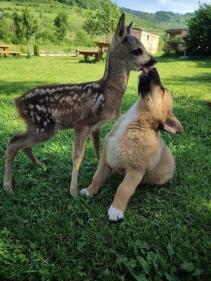 Deer in Places they Shouldn't Be tweet media