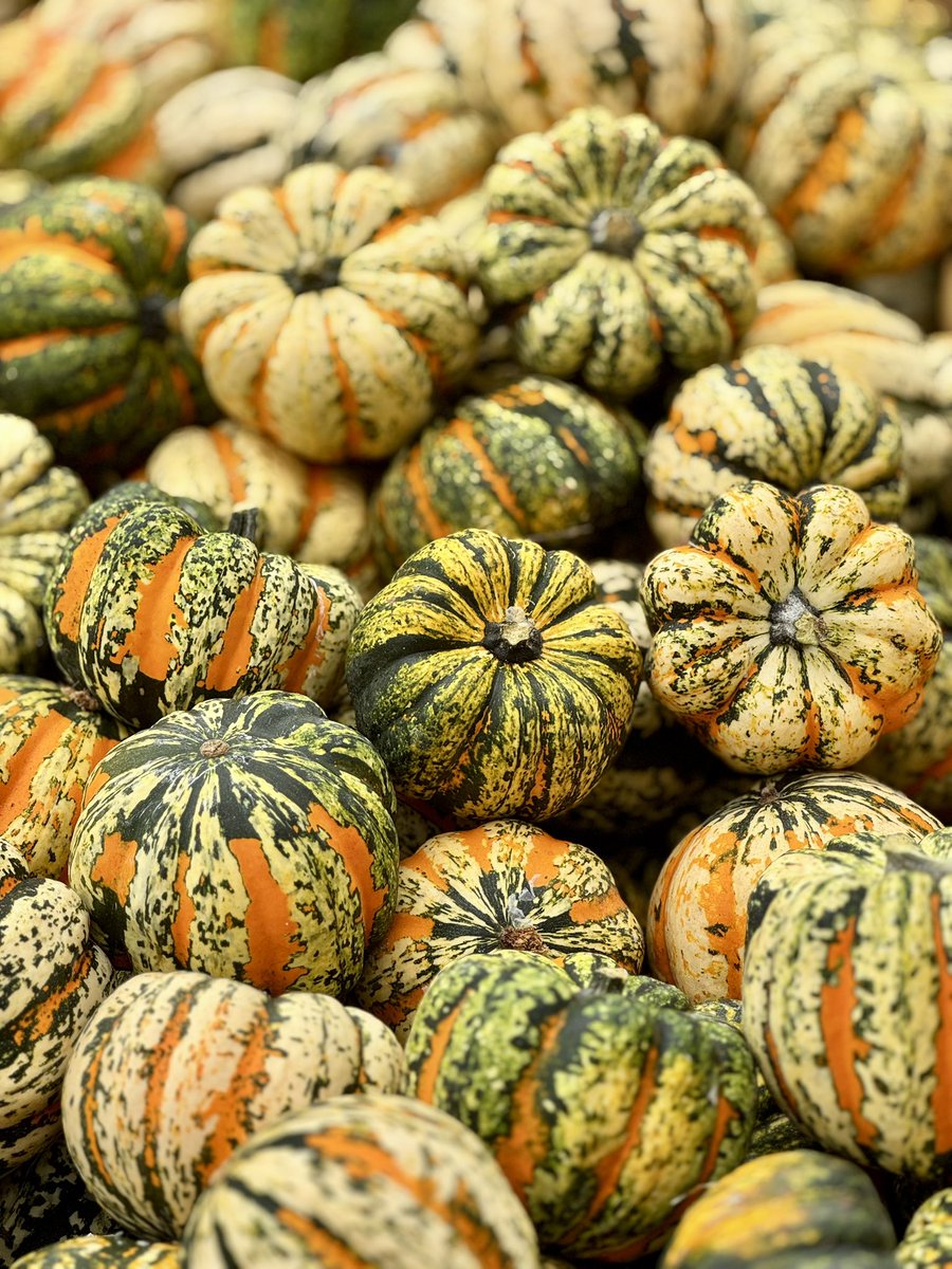 NourishBethesda's tweet photo. Thank you Capital Area Food Bank for these amazing acorn squashes for our neighbors in need this past week! π
#NourishingBethesda π§‘π #Community #Caring #Nonprofit #MontgomeryCountyMD #SpurLocal
@foodbankmetrodc https://t.co/JtPpTPRePj