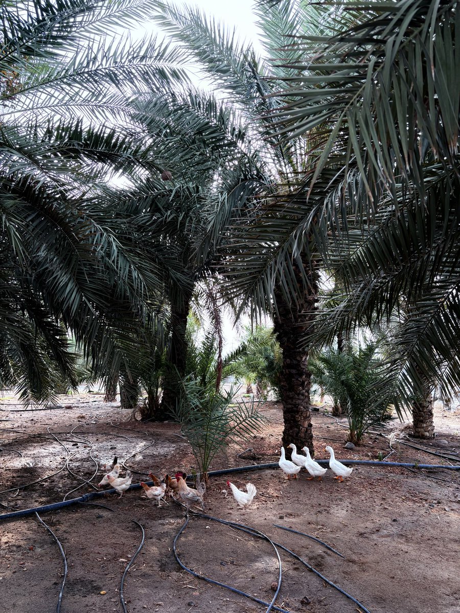 Hassah_khalid's tweet photo. صباحات مزرعتنا الجميلة 🐓🌳⛅️ https://t.co/6YMZWFssRu