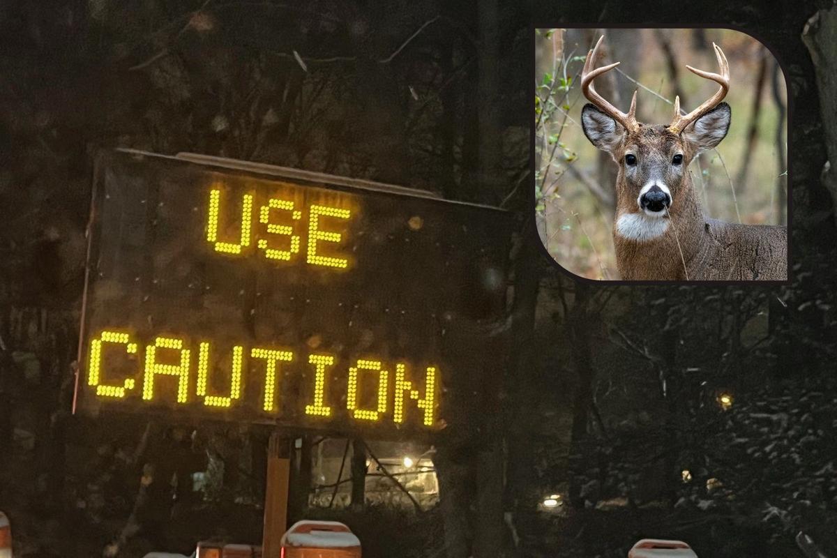 Although it's technically an issue all year long, the focus intensifies during the fall. And if you're driving on New Jersey's roads during the month of... st8.fm/47c9xNv