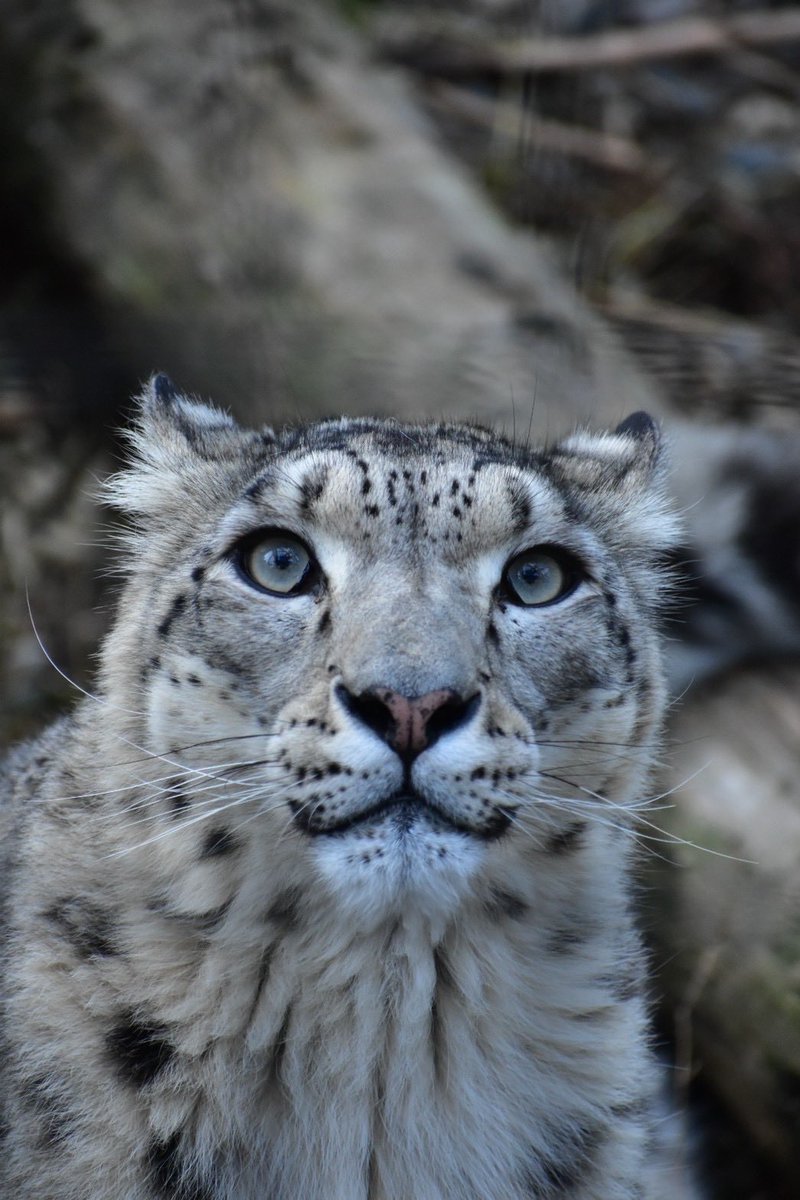 Juli_lily719's tweet image. 美〜〜〜〜〜〜〜〜ッ

 #旭山動物園 #ユキヒョウ #ユーリ