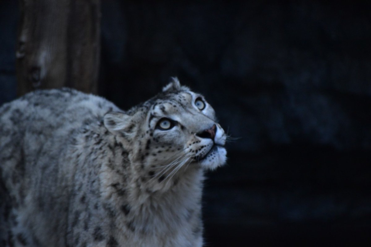 Juli_lily719's tweet image. 美〜〜〜〜〜〜〜〜ッ

 #旭山動物園 #ユキヒョウ #ユーリ