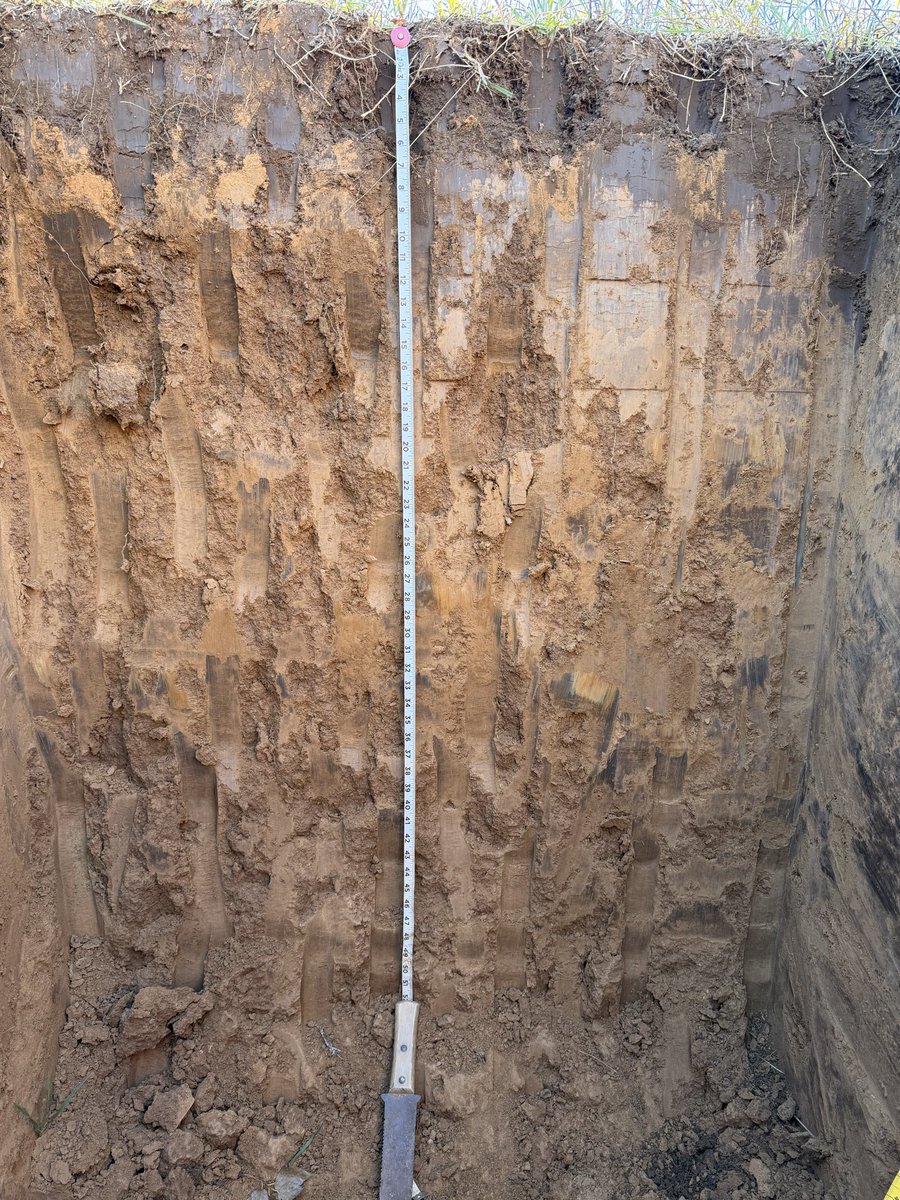 soilsdiva tweet media