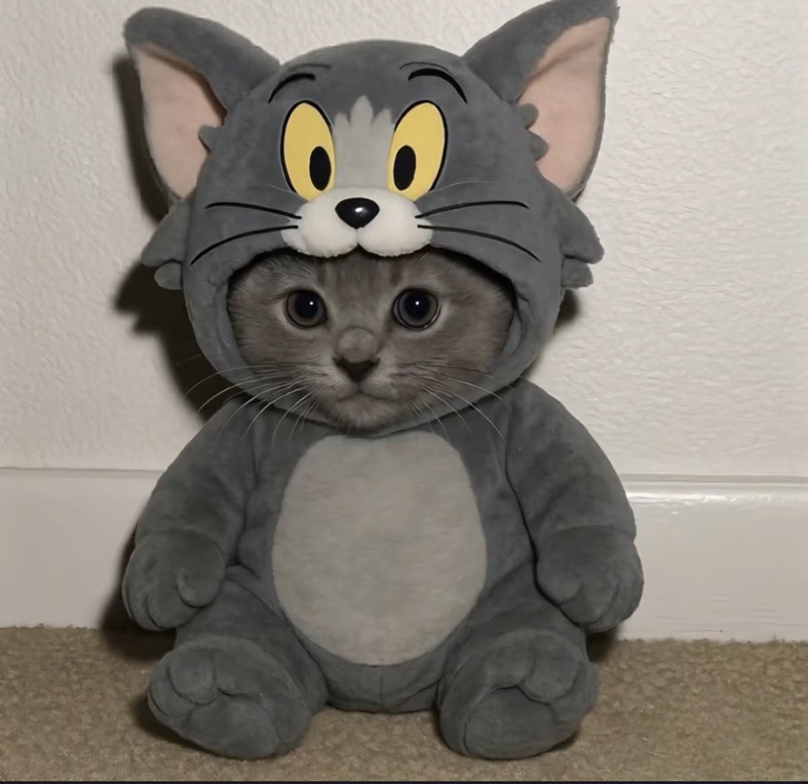 💖 (@twaniimals) on Twitter photo 