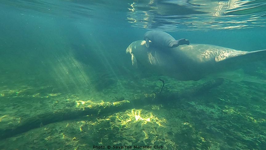 savethemanatee's tweet image. Featured #manatee adoptee on this #ManateeMonday for #ManateeAwarenessMonth: Annie!
Exciting News for Annie - she gave birth to her 7th calf this past Saturday at Blue Spring. 
Learn more about Annie &amp;amp; adopt her: savethemanatee.org/adopt-a-manate…
Please always observe from a distance!