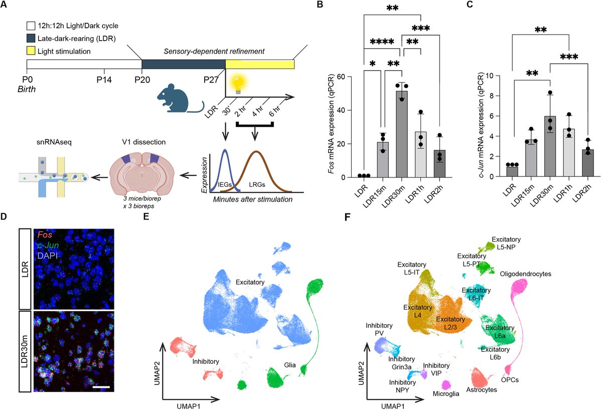 Dev_journal's tweet image. A single-cell transcriptomic atlas of sensory-dependent gene expression in developing mouse visual cortex

Read this this #LifelongDevSI #OA Techniques and Resources Article by Andre M. Xavier, Qianyu Lin, Chris J. Kang, Lucas Cheadle (@LucasCheadle):

 doi.org/10.1242/dev.20…
