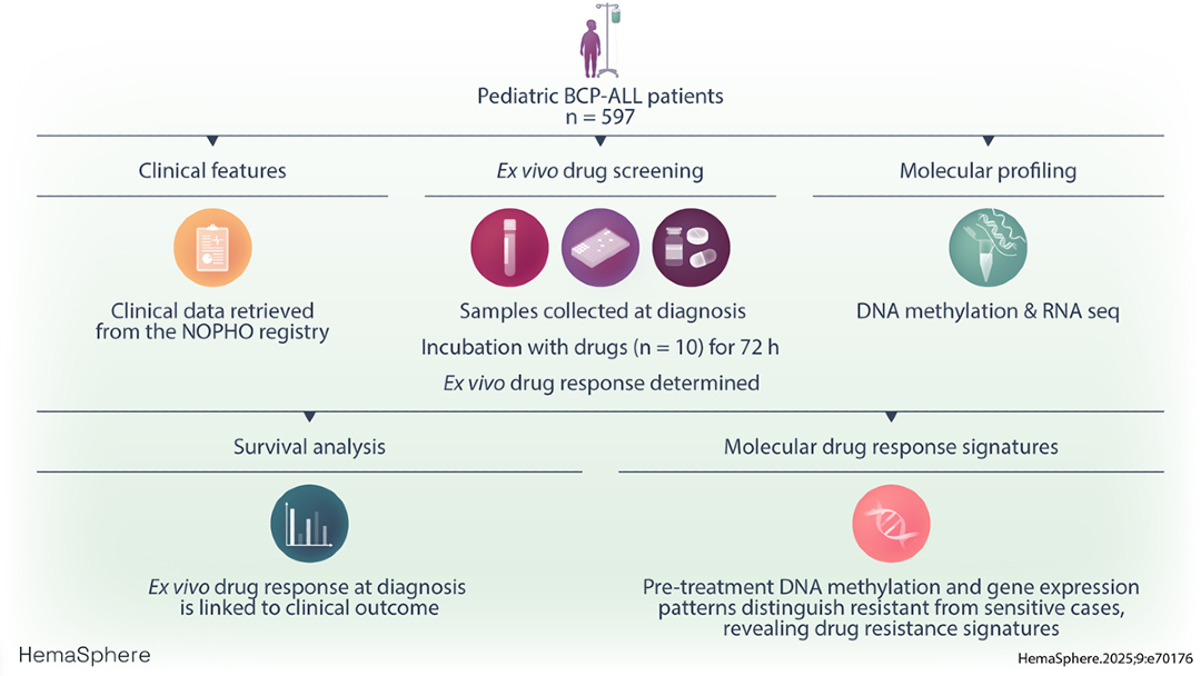 Hemasphere_EHA's tweet image. This paper shows that ex vivo drug response profiling, combined with molecular analysis, can predict relapse risk and reveal resistance mechanisms in pediatric BCP-ALL, highlighting new targets for precision medicine.

Read more here 👉bit.ly/3GYLozA

#pediatric