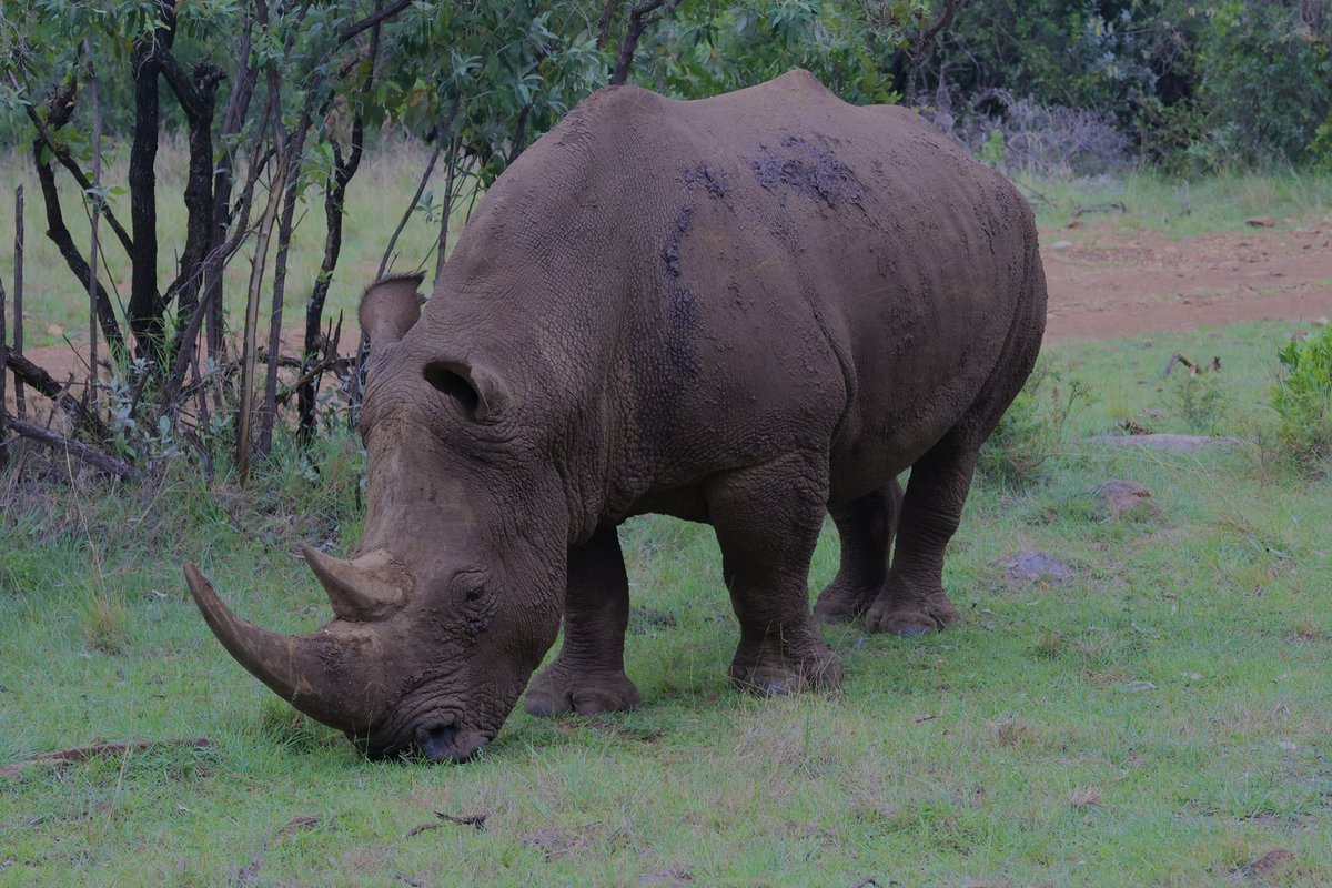 If anybody tells you they are not enthralled by nature, send them to the African Savannah! 

Mara is wild, raw and pure magic!
