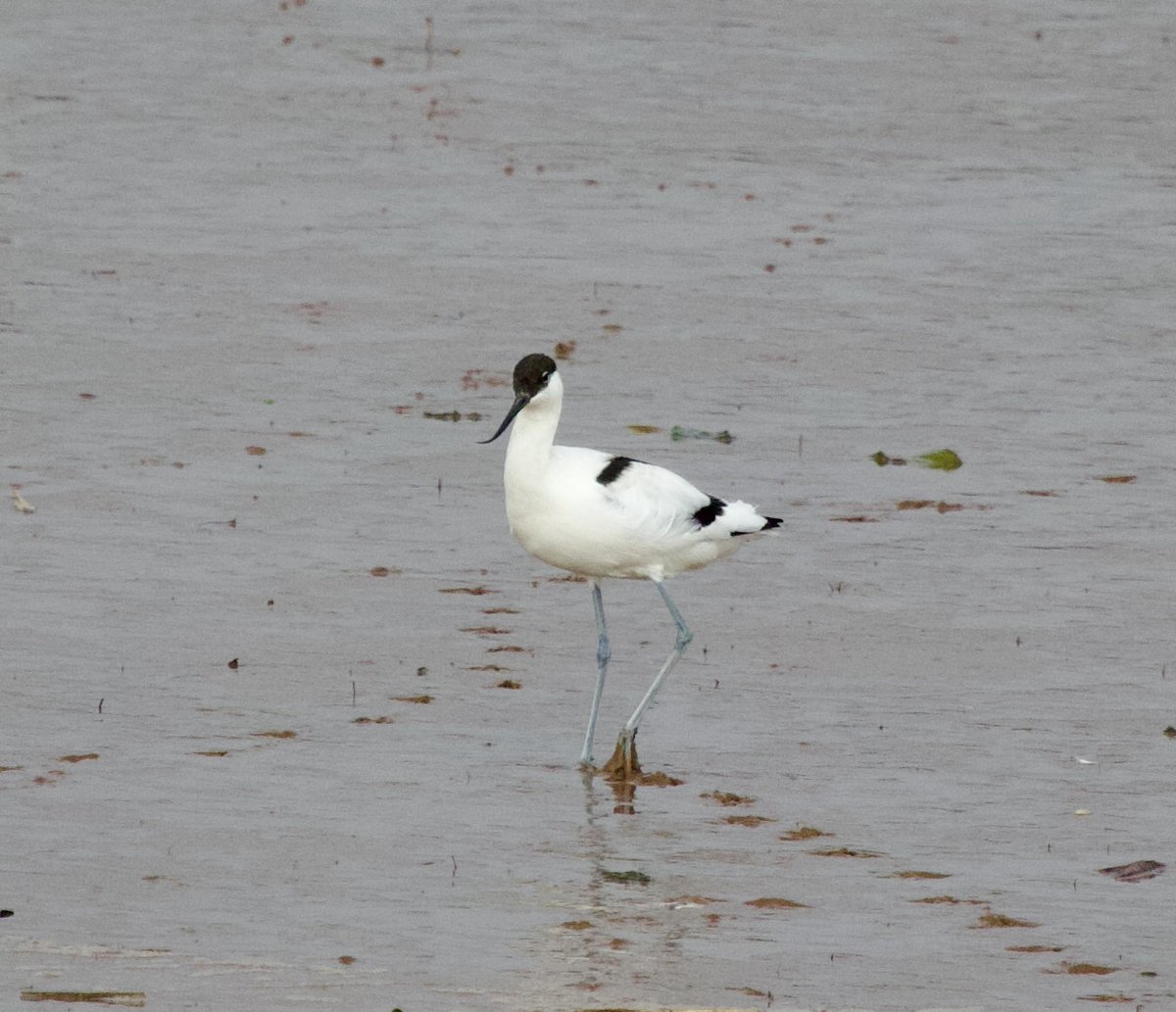 Stuart Line Cruises tweet media