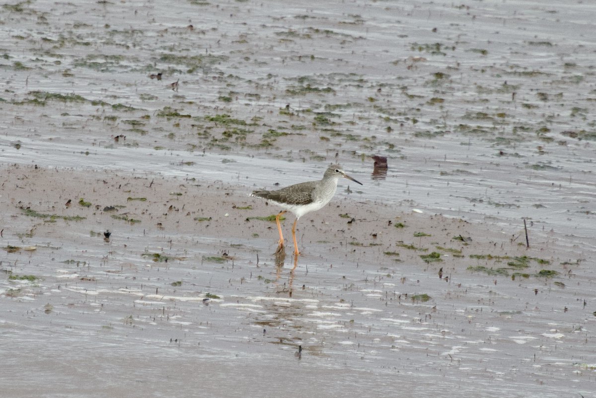 Stuart Line Cruises tweet media