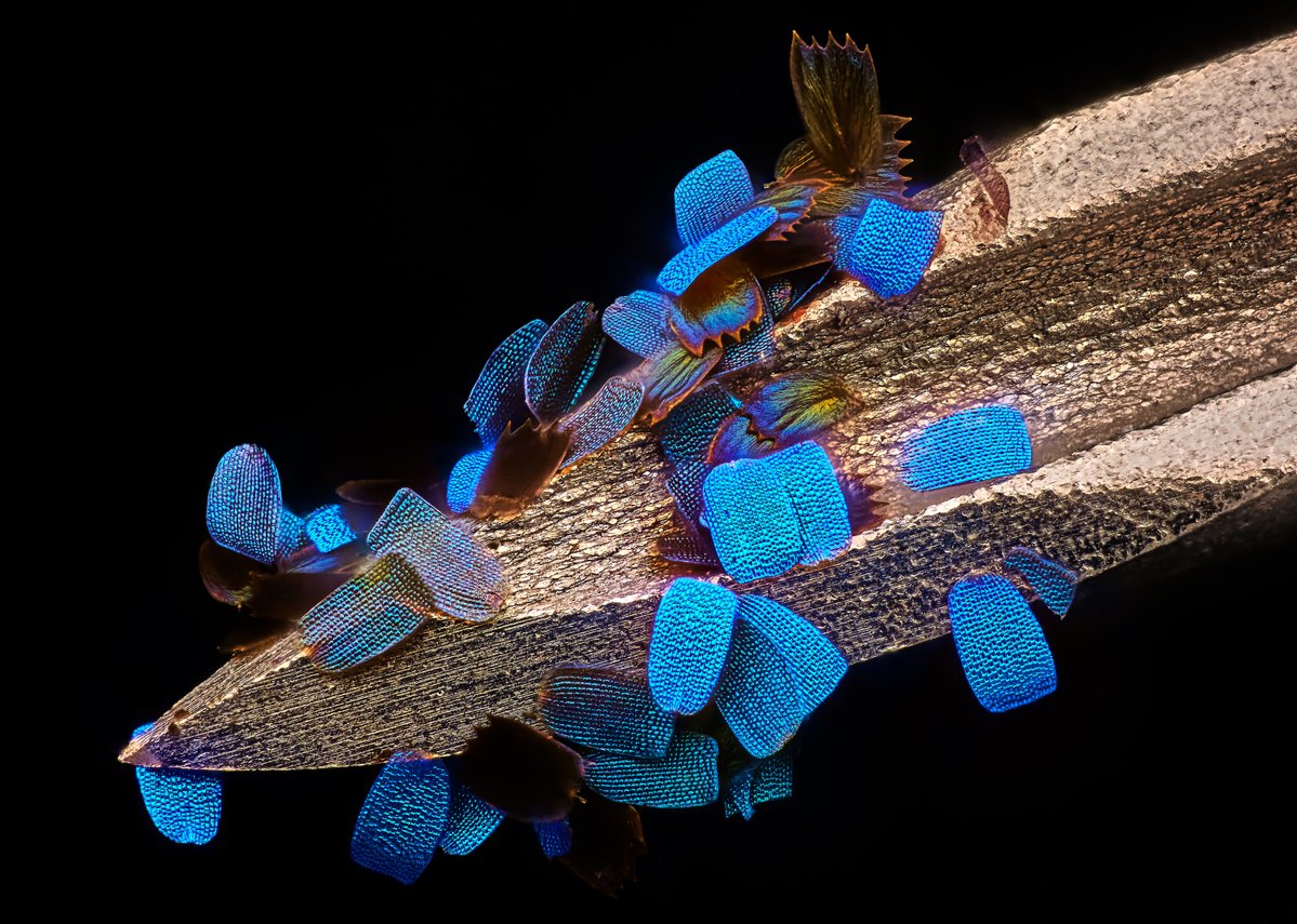 MBLScience's tweet image. Happy #MicroscopyMonday!

The Nikon Small World Exhibit showcases life&apos;s beauty and complexity as seen through the light microscope. 

This year, 12th place went to Daniel Knop, who photographed wing scales of a butterfly (Papilio ulysses) on a medical syringe needle.