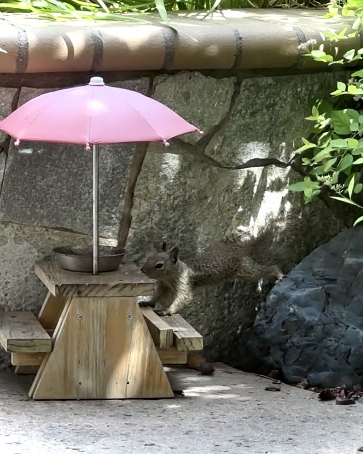 Squirrel Buzz tweet media